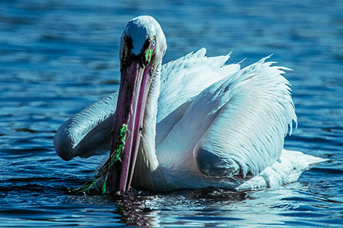 Algae Beaked Pelican Fishes For Salamanders (Cyan Tint)