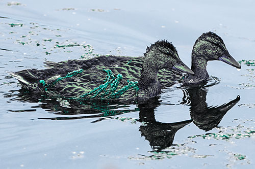 Algae Coated Female Mallard Ducks Swimming In Unison (Cyan Tint Photo)