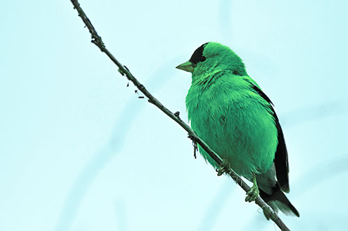 American Goldfinch Perched Along Slanted Branch (Cyan Tint Photo)