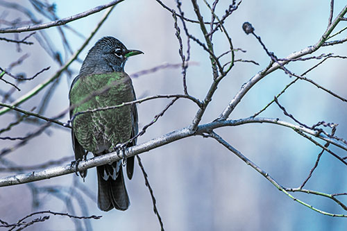 American Robin Looking Sideways Among Twisting Tree Branches (Cyan Tint)