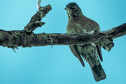 American Robin Perched Along Thick Decomposing Tree Branch (Cyan Tint)
