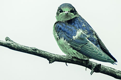 Angry Barn Swallow Looking Backwards (Cyan Tint)