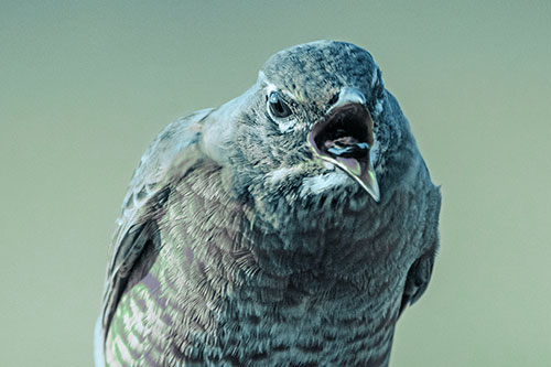 Angry Faced American Robin Screaming (Cyan Tint)