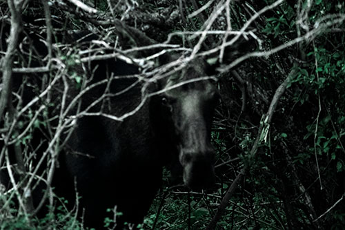 Angry Faced Moose Behind Tree Branches (Cyan Tint Photo)