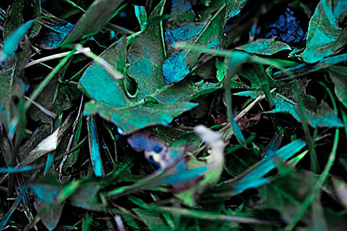 Angry Rotting Triangular Leaf Face (Cyan Tint)