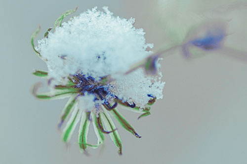 Angry Snow Faced Aster Screaming Among Cold (Cyan Tint Photo)