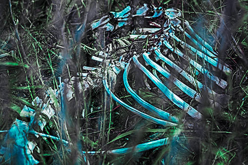 Animal Skeleton Remains Resting Beyond Plants (Cyan Tint Photo)