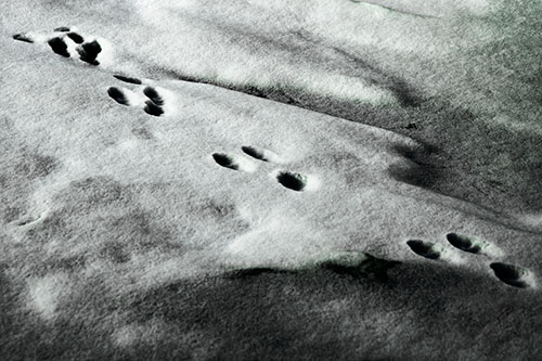 Animal Snow Footprint Trail (Cyan Tint Photo)