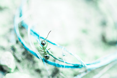 Ant Celebrating On A Curved Stick (Cyan Tint Photo)