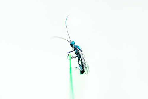Ant Clinging Atop Piece Of Grass (Cyan Tint Photo)