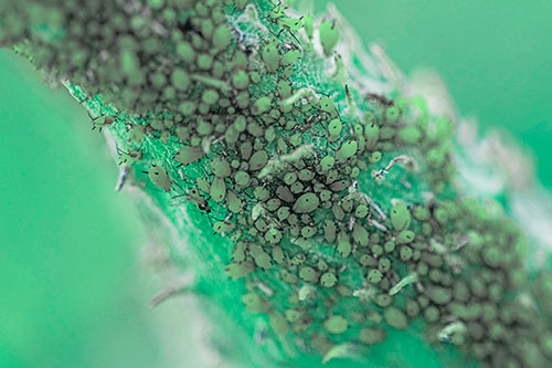 Aphid Colony Gathered Among Milkweed Stem (Cyan Tint)