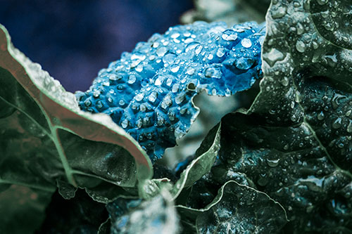 Arching Leaf Water Droplets (Cyan Tint Photo)