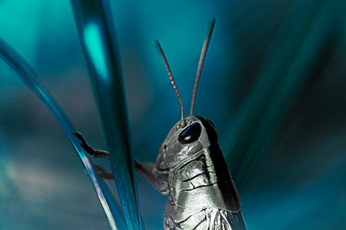 Arm Resting Grasshopper Watches Surroundings (Cyan Tint Photo)