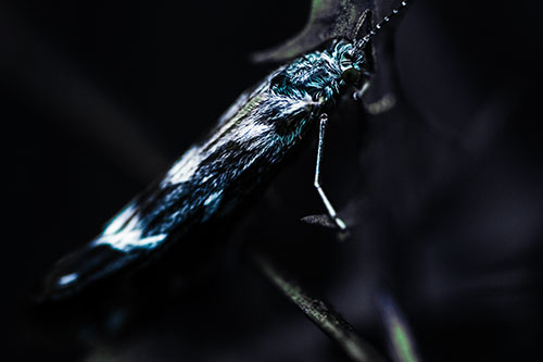 Arm Resting Leaf Blotch Miner Moth (Cyan Tint Photo)