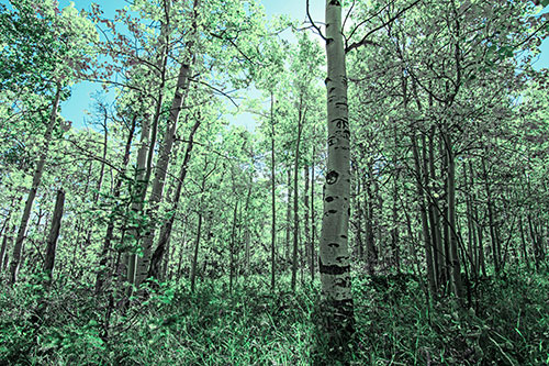 Aspen Trees Illuminate Among Sunshine (Cyan Tint Photo)