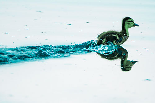 Baby Mallard Duckling Running Across Lake Water (Cyan Tint Photo)