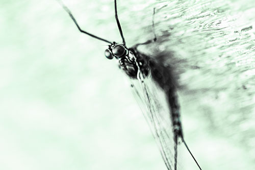 Back Bending Big Eyed Mayfly Resting (Cyan Tint)