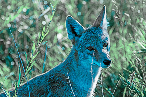 Bashful Coyote Spots Human (Cyan Tint Photo)