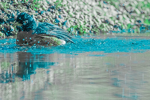 Bathing American Robin Splashing Water Along Shoreline (Cyan Tint Photo)