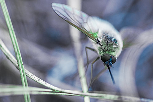 Bee Fly Balances Atop Dried Grass Blades (Cyan Tint)