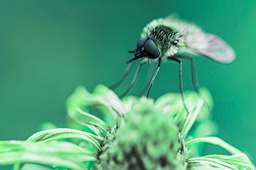 Bee Fly Standing Atop Gumplant Petals (Cyan Tint)
