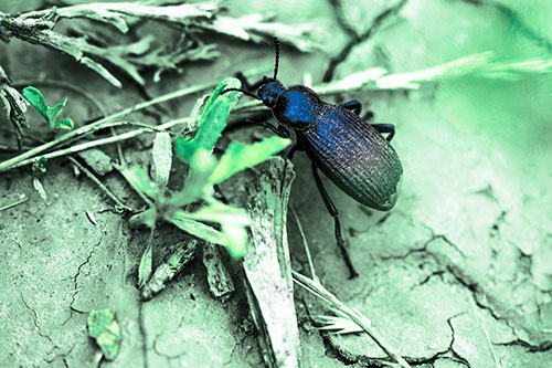 Beetle Searching Dry Land For Food (Cyan Tint Photo)