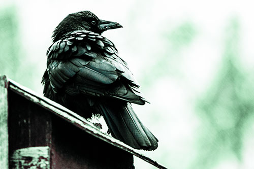 Big Crow Too Large For Bird House (Cyan Tint Photo)