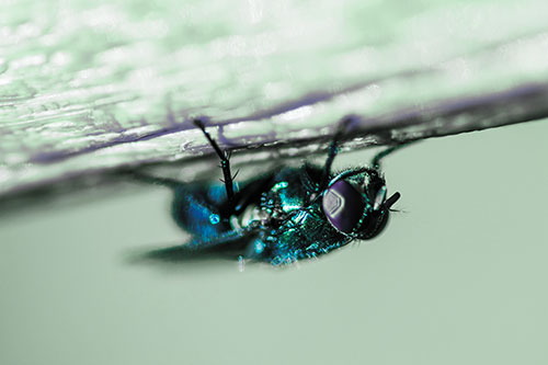 Big Eyed Blow Fly Perched Upside Down (Cyan Tint Photo)