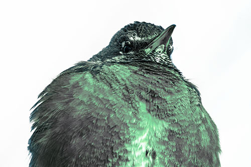 Big Puffy American Robin Enjoys Sunrise (Cyan Tint)