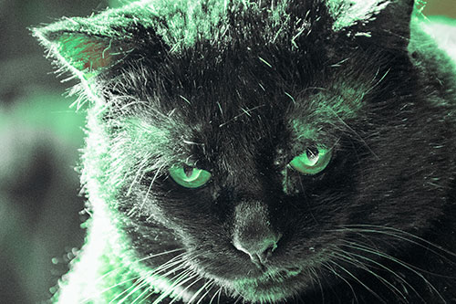 Black Cat Plotting Among Sunlight (Cyan Tint)