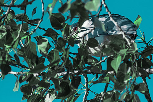 Black Crowned Night Heron Hiding Among Leaves (Cyan Tint)
