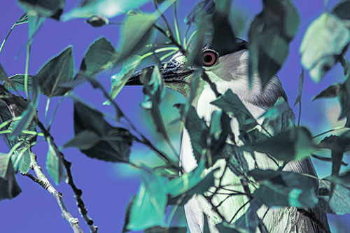 Black Crowned Night Heron Keeping Watch Among Leaves (Cyan Tint)
