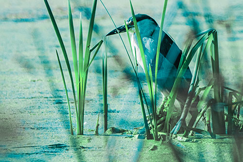 Black Crowned Night Heron Perched Atop Water Reed Grass (Cyan Tint Photo)