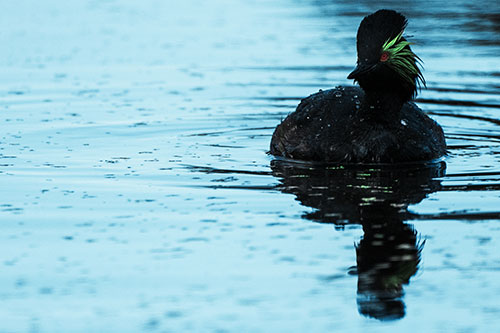 Black Necked Eared Grebe Floating Atop Lake (Cyan Tint)