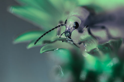 Blister Beetle Feasts Atop Gumplant Flower (Cyan Tint)