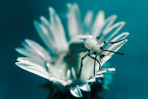 Blister Beetle Guards Gumplant Flower (Cyan Tint)