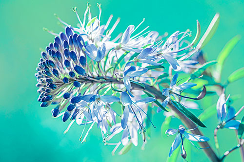 Blossoming Lily Of The Nile Flower (Cyan Tint Photo)