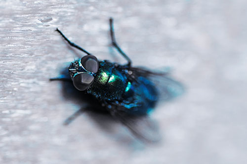 Blow Fly Spread Vertically (Cyan Tint Photo)