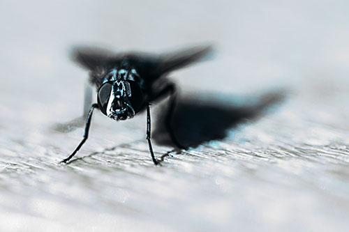 Blow Fly Standing Guard (Cyan Tint Photo)