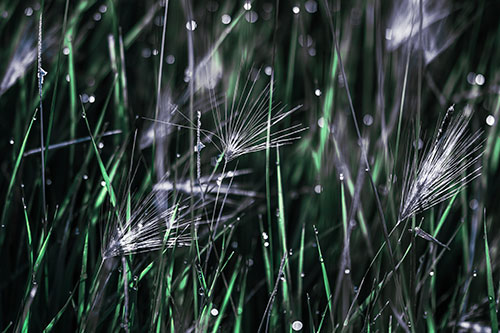 Blurry Water Droplets Clamp Onto Reed Grass (Cyan Tint Photo)