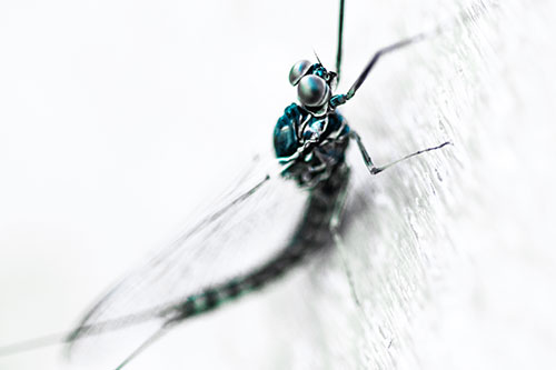 Body Bending Mayfly Resting Vertically (Cyan Tint Photo)