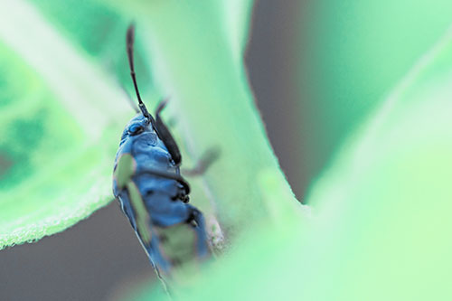Boxelder Beetle Crawling Up Plant Stem (Cyan Tint Photo)