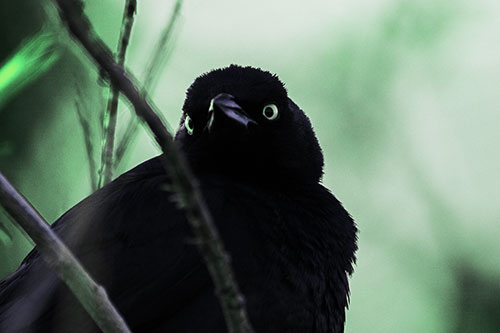 Brewers Blackbird Keeping Watch (Cyan Tint Photo)