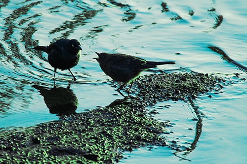 Brewers Blackbirds Feeding Along Shoreline (Cyan Tint Photo)