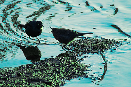 Brewers Blackbirds Feeding Along Shoreline (Cyan Tint)