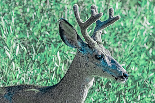 Calm Mule Deer Casually Wandering Around Vegetation (Cyan Tint)