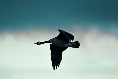 Canadian Goose Flying Among Sunrise (Cyan Tint Photo)