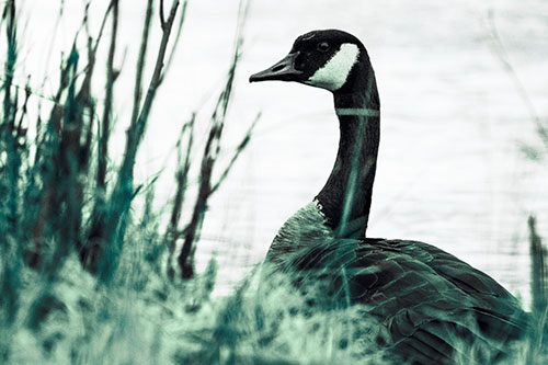 Canadian Goose Hiding Behind Reed Grass (Cyan Tint Photo)