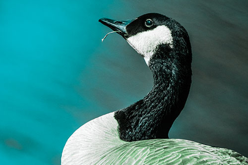 Canadian Goose Munches Single Grass Blade (Cyan Tint)