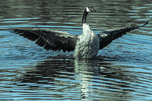 Canadian Goose Spreads Wings Among Lake Top (Cyan Tint)